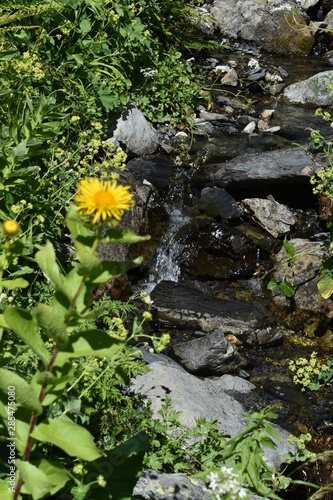 flowers in the garden