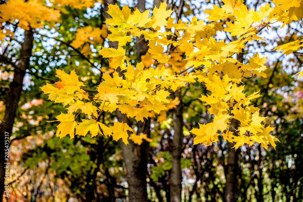 Autumn background-yellow maple leaves in the city Park Autumn background-yellow maple leaves in the city Park
