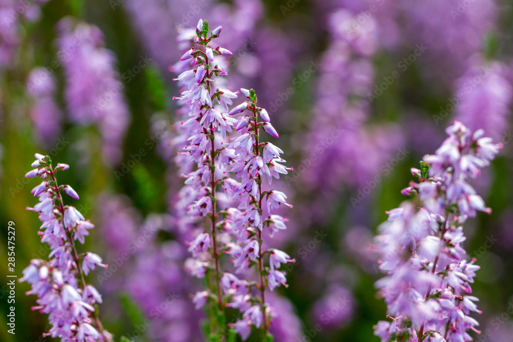 Obraz premium Growing violet heathers
