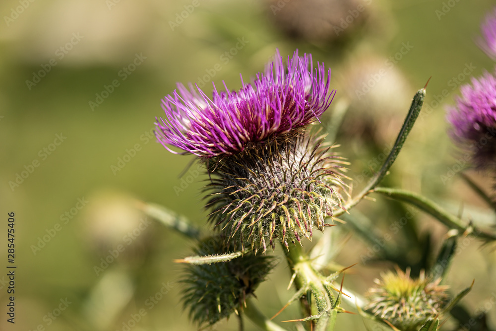 Macro photography of a purple thistle flower in Italian Alps, Monte Baldo, Veneto, Italy, Europe Macro photography of a purple thistle flower in Italian Alps, Monte Baldo, Veneto, Italy, Europe