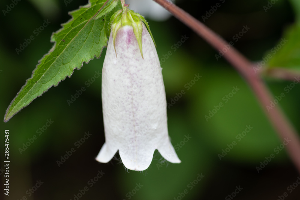 26 最適な 蛍草 画像 ストック写真 ベクター Adobe Stock