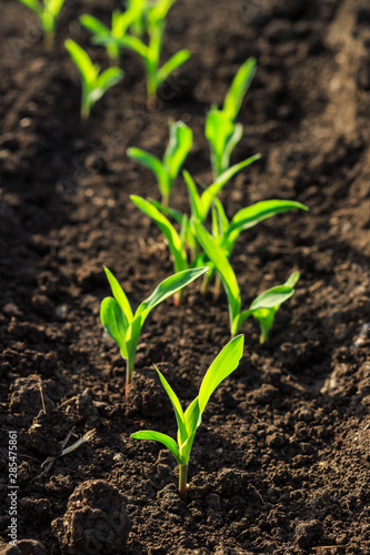 Growing Young Green Corn Seedling Sprouts in Cultivated Agricultural Farm Field