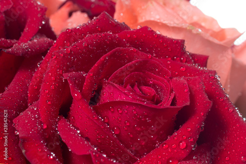 Fototapeta Naklejka Na Ścianę i Meble -  A close up macro shot of a red rose