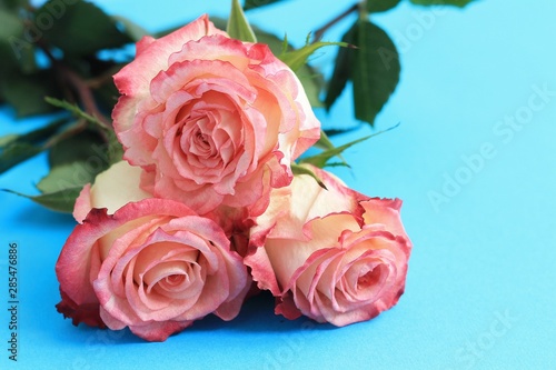 Pink roses on blue background board. Flowers greeting card, copy space, close up.