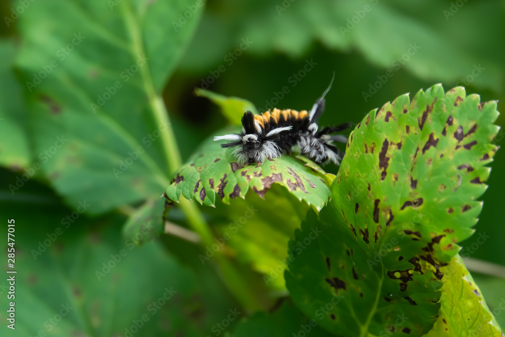 Naklejka premium Milkweed Tussock Moth Caterpillar on Leaf in Summer