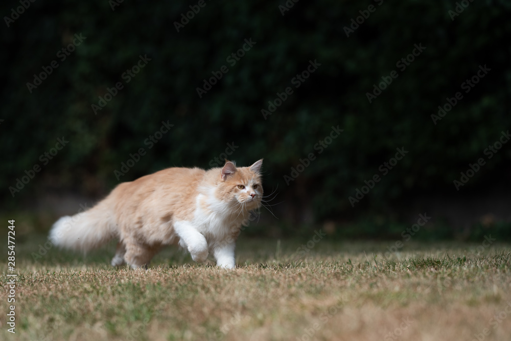 young cream tabby ginger white maine coon cat with fluffy tail on the prowl hunting outdoors in the back yard walking on dried up grass in the summer
