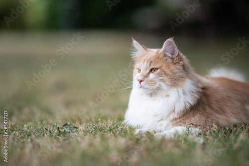 close up of a young cream tabby ginger white maine coon cat lying on dried up grass resting outdoors in the back yard on a summer day looking ahead