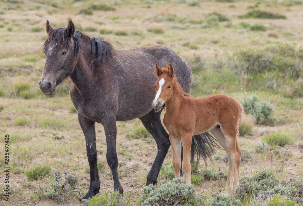 Wild Horse Mare and Her Cute Foal Wild Horse Mare and Her Cute Foal