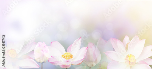 Obraz na plátně banner pink water lily flower background.