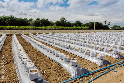 Row fo Coconut coir in nursery white bag for farm with fertigation , irrigation system to be used for growing strawberries. photo