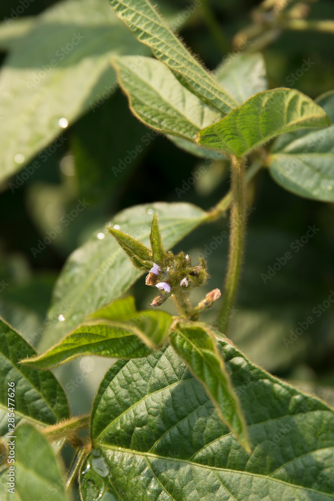 Agricultural soybean flower and pods plantation background on sunny day. Green growing soybeans against sunlight. Agricultural soybean flower and pods plantation background on sunny day. Green growing soybeans against sunlight.