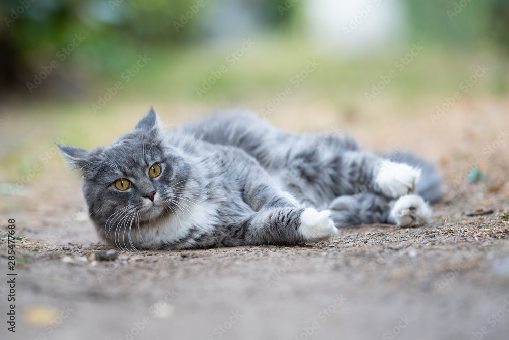 young blue tabby maine coon cat with white paws lying on side outdoors on footpath behind the garden looking at camera folding back ears