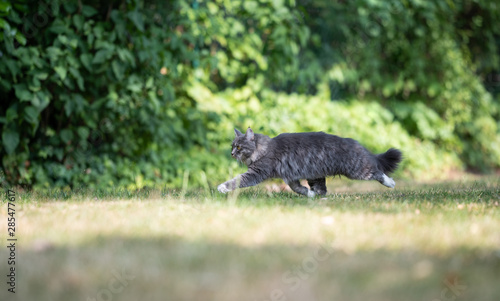 side view of a young blue tabby maine coon cat with white paws and fluffy tail walking on grass outdoors in the garden on a sunny day looking ahead alterted