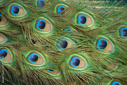 Peacock Feathers