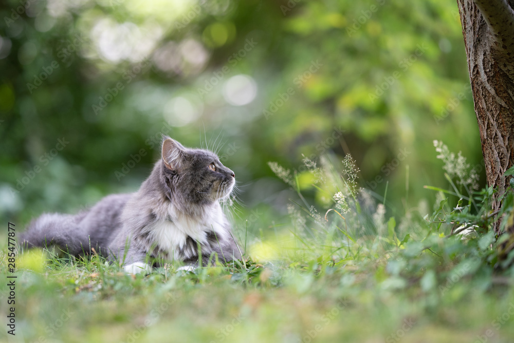 Obraz premium young blue tabby maine coon cat with white paws and fluffy tail lying on grass outdoors in the garden looking to the side at tree trunk surrounded by plants and nature on a sunny summer day