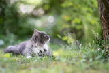 young blue tabby maine coon cat with white paws and fluffy tail lying on grass outdoors in the garden looking to the side at tree trunk surrounded by plants and nature on a sunny summer day