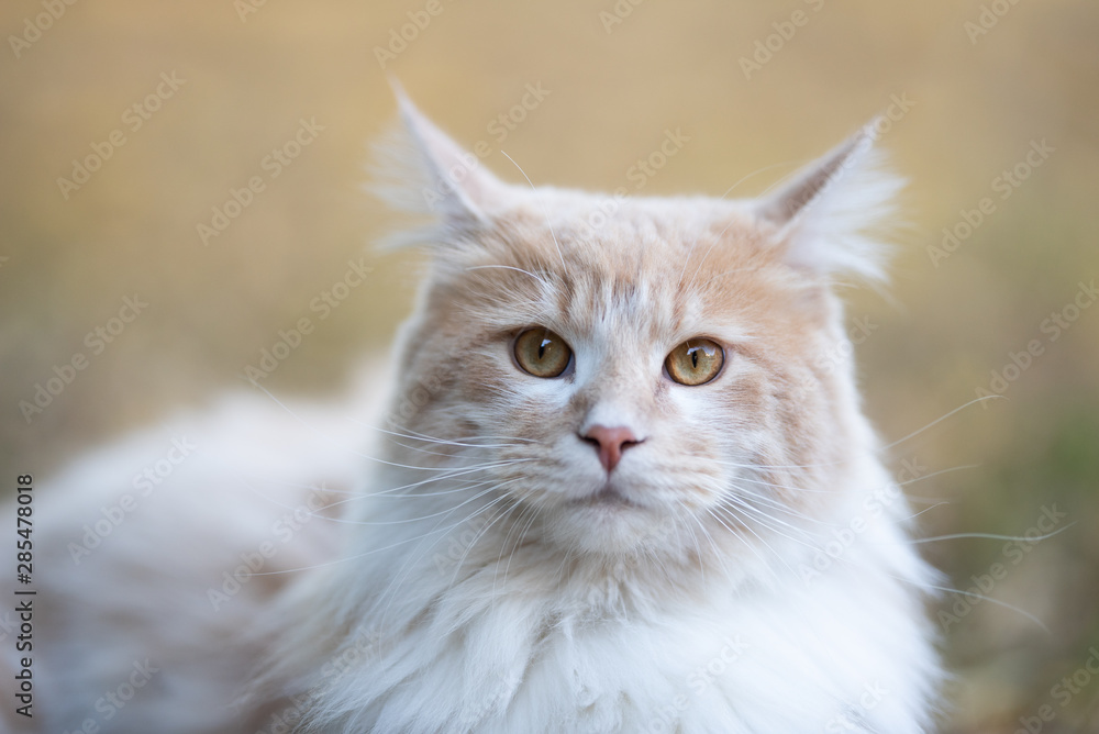 portrait of a beautiful fluffy young cream tabby ginger white maine coon cat resting outdoors looking at camera folding back ears portrait of a beautiful fluffy young cream tabby ginger white maine coon cat resting outdoors looking at camera folding back ears