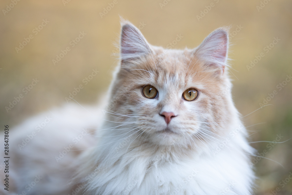 portrait of a beautiful fluffy young cream tabby ginger white maine coon cat resting outdoors looking at camera portrait of a beautiful fluffy young cream tabby ginger white maine coon cat resting outdoors looking at camera