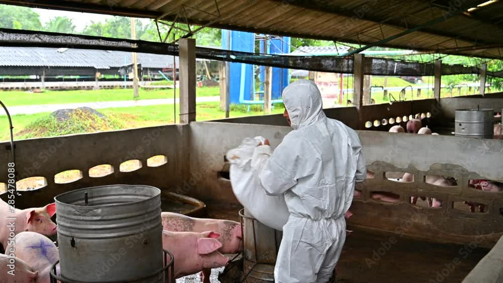 Asian veterinarian working and checking the big pig healthy in hog farms, animal and pigs farm industry Asian veterinarian working and checking the big pig healthy in hog farms, animal and pigs farm industry