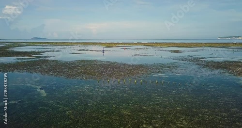 Aerial top view of agar-agar farm in ocean. Poor asian farmer collects seaweed at clear water and beautiful reef drone shot at low tide. Bird's eye view of poor asian agar garden bed from above. photo