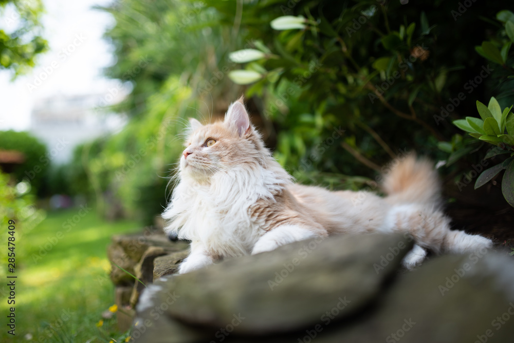 sied view of a curious young cream tabby ginger white maine coon cat resting on a natural stone wall outdoors in garden looking up