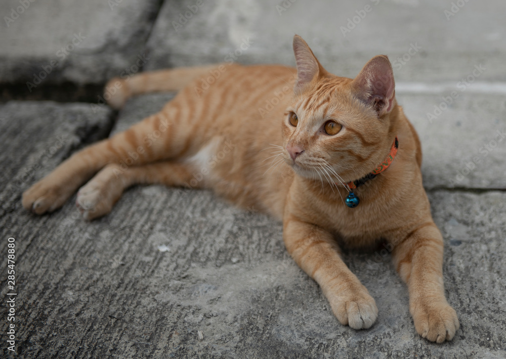 A scottish brown cat lies on the concrete floor.
