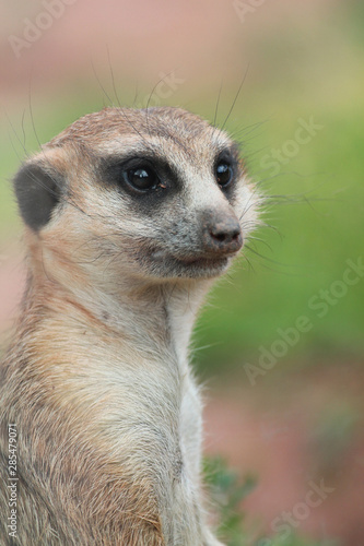 Standing Meerkat with dirty nose  © Vanessa
