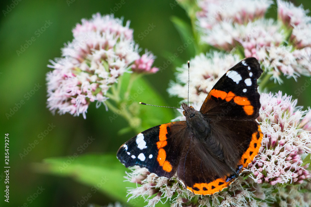 the red Admiral or Atalanta butterfly sitting on a flower drinking nectar, picture taken in the Netherlands the red Admiral or Atalanta butterfly sitting on a flower drinking nectar, picture taken in the Netherlands
