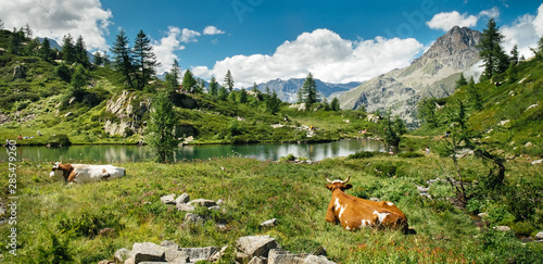 Mountain landscape with a lake and cows in a beautiful sunny day. Italian Alps plateau, Gran paradiso National Park, Bellagarda lake, Ceresole Reale, Piedmont, Italy © Codegoni Daniele