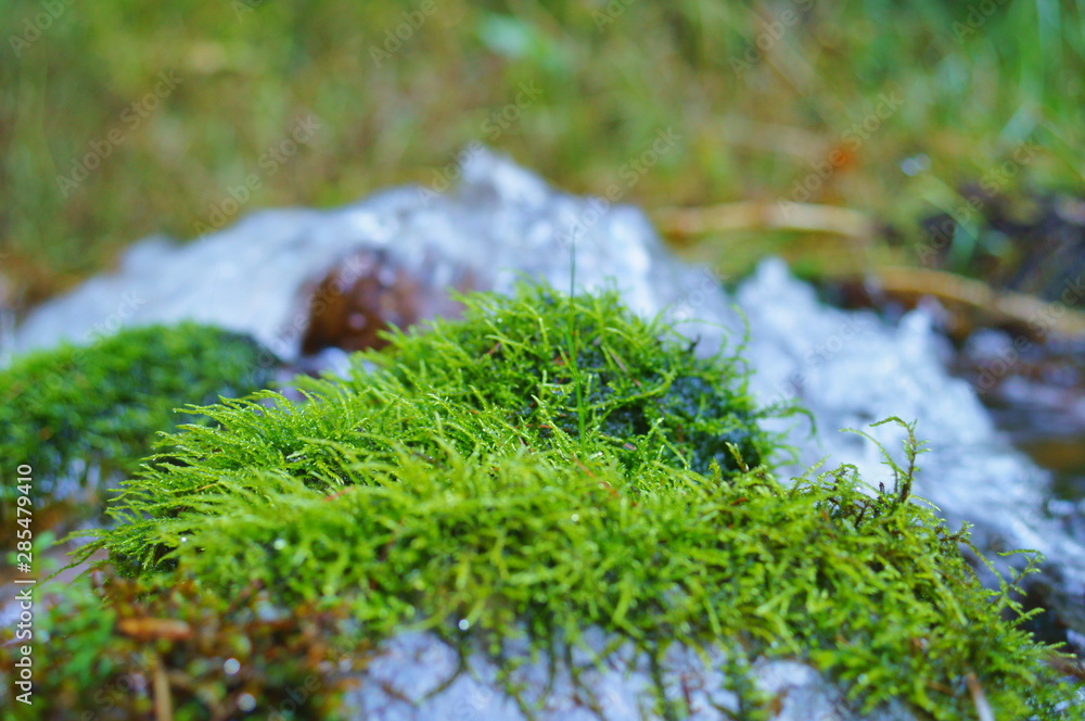 Japanese moss forest Fresh green Japanese moss forest Fresh green