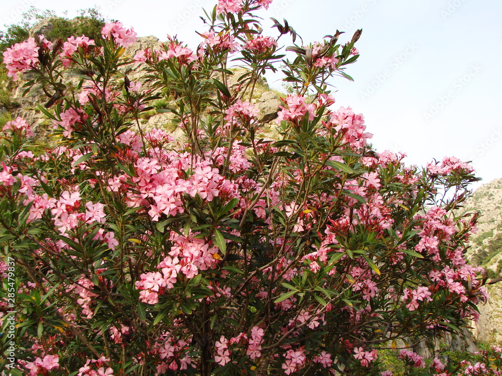 Landscape of various flowering vegetation that covers the cliffs on the outskirts of Kotor near the Gulf. Landscape of various flowering vegetation that covers the cliffs on the outskirts of Kotor near the Gulf.