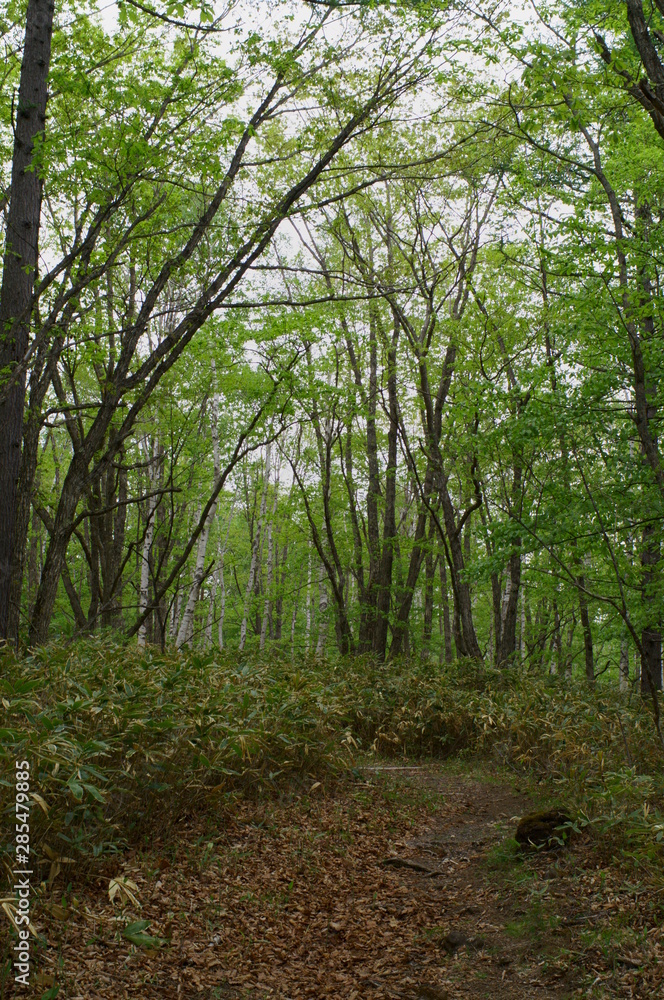 Japanese Forest Trekking Course pass Japanese Forest Trekking Course pass