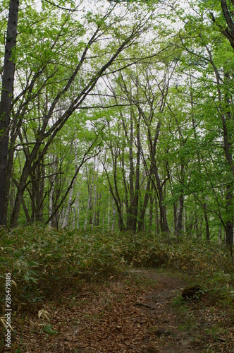 Japanese Forest Trekking Course pass