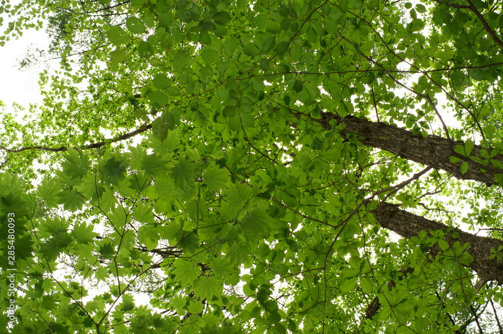 Fototapeta premium Fresh green of maple leaf