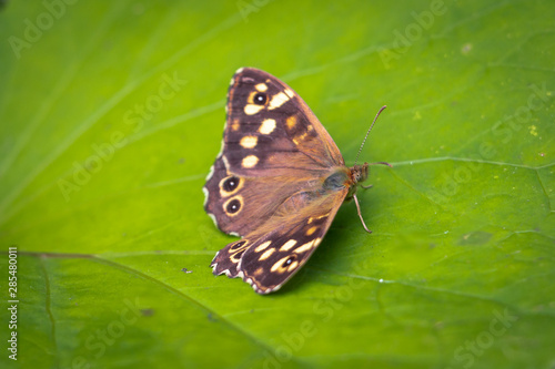 Speckled wood butterfly sitting on a leave. picture take in the Netherlands © Hulshofpictures