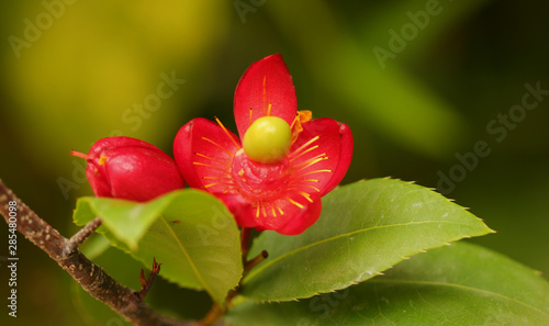 Micky mouse flower photo