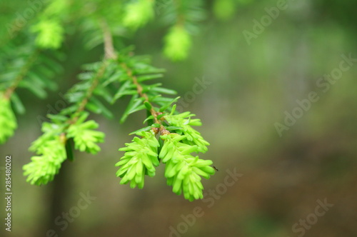 Japanese Larch Tree Fresh green Sprout