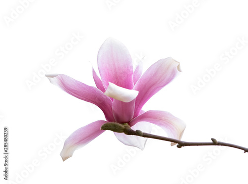 Pink magnolia flowers isolated on white background © xiaoliangge