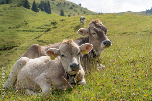 cattle grazing high up in the Allgaeu mountains near Oberstaufen