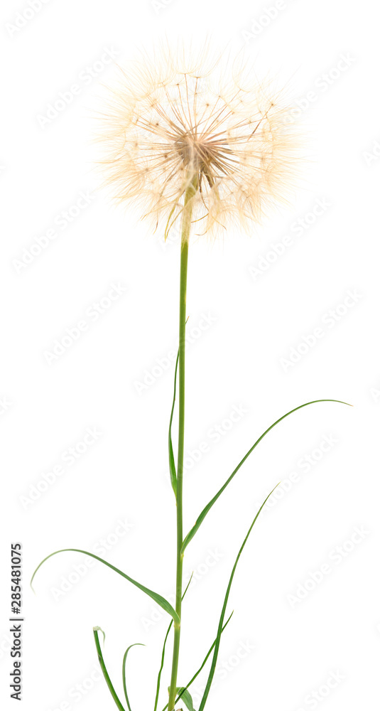 Obraz premium One dandelions with leaves.