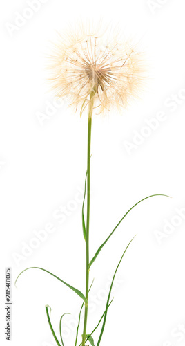 One dandelions with leaves.