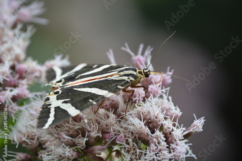 euplagia quadripunctaria, farfalla photo