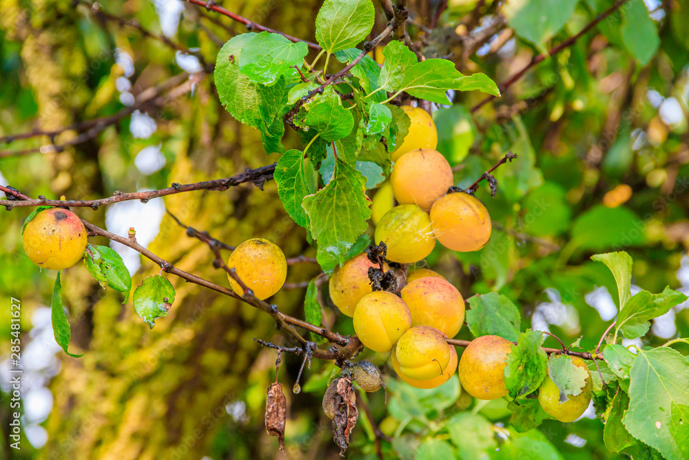 Apricots are hanging on a branch. Summer fruits. Fruit fruit tree.