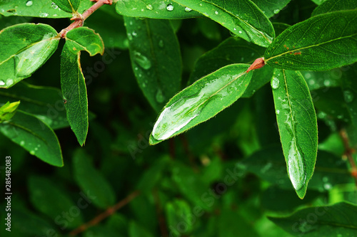 green leaf with drops of water