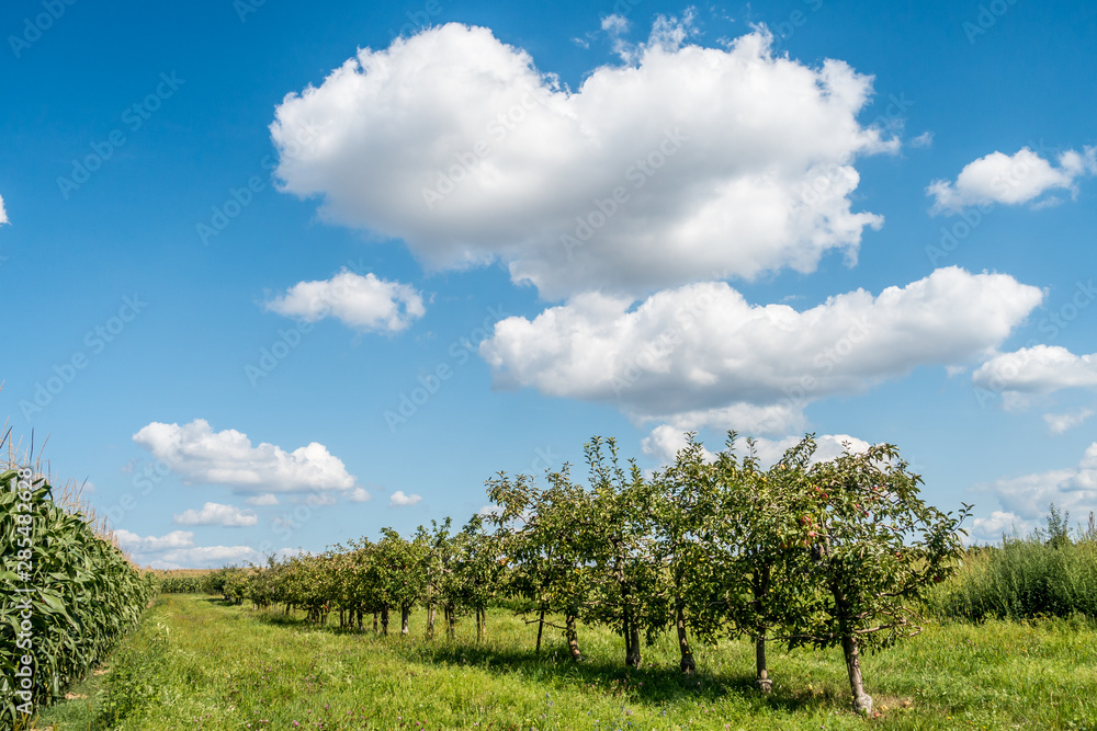 Reife Äpfel an Apfelbaum in einer Obstplantage