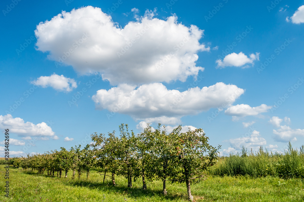 Reife Äpfel an Apfelbaum in einer Obstplantage