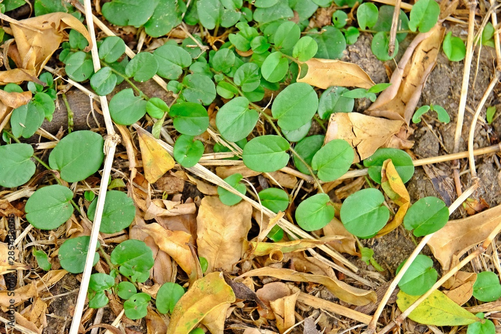 Green leaves on the ground full of dry leaves. Green leaves on the ground full of dry leaves.