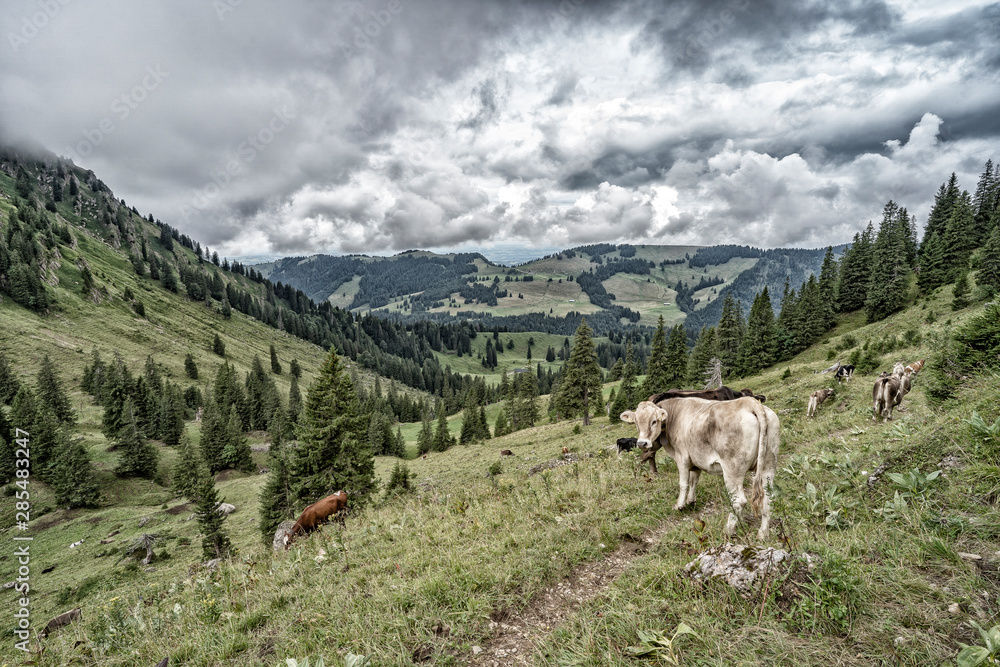 cattle grazing high up in the Allgaeu mountains near Oberstaufen