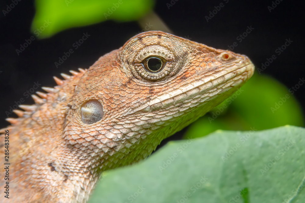 Fototapeta premium Close up of the Calotes versicolor or Oriental garden lizard on the Dry branches in the morning. The house lizard is looking at its victim under the leaves.