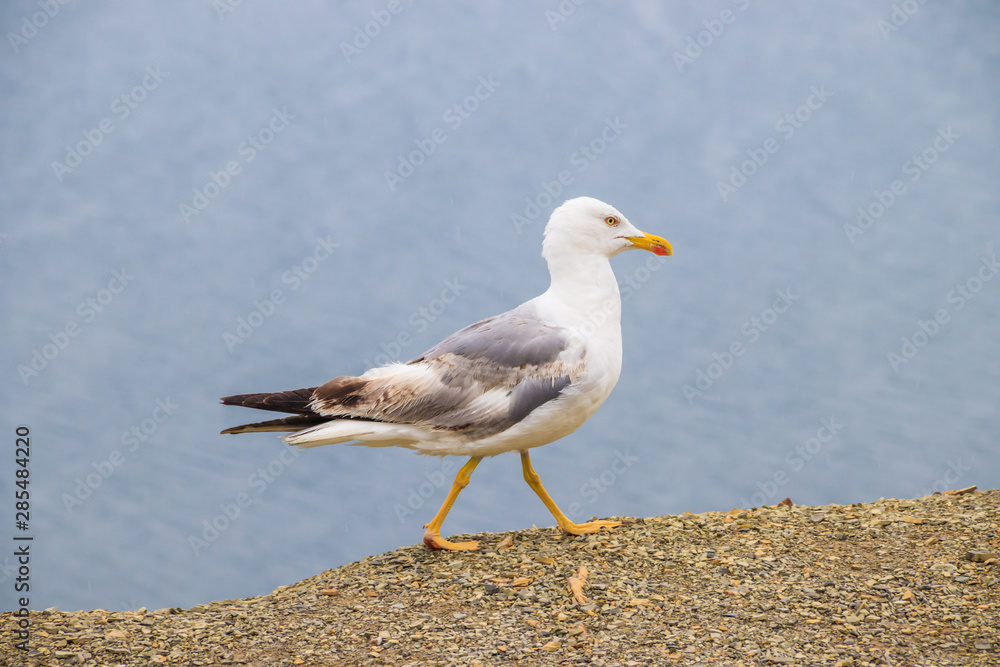 Seagull on a background of the sea. White sea bird. A bird on the background of the sea stands and looks. Seagull on a background of the sea. White sea bird. A bird on the background of the sea stands and looks.